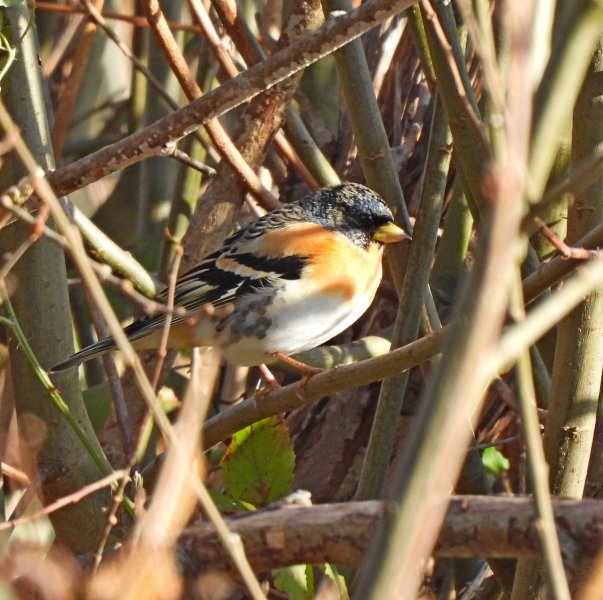 Brambling - Lytchett Fields (9).JPG