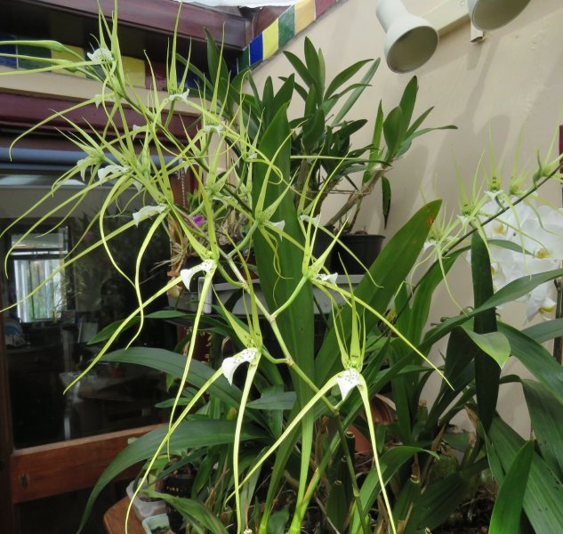 Brassia verrucosa.jpg