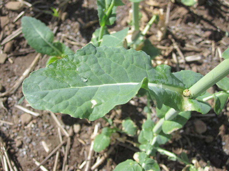 BRASSICA  NAPUS  OIL  SEED  RAPE 11-04-2012 12-02-02.JPG