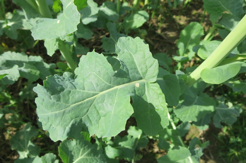 BRASSICA  NAPUS  OIL  SEED  RAPE 15-04-2014 12-27-48.JPG