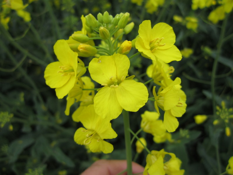 BRASSICA  NAPUS  OIL  SEED  RAPE 28-05-2013 14-21-36.JPG