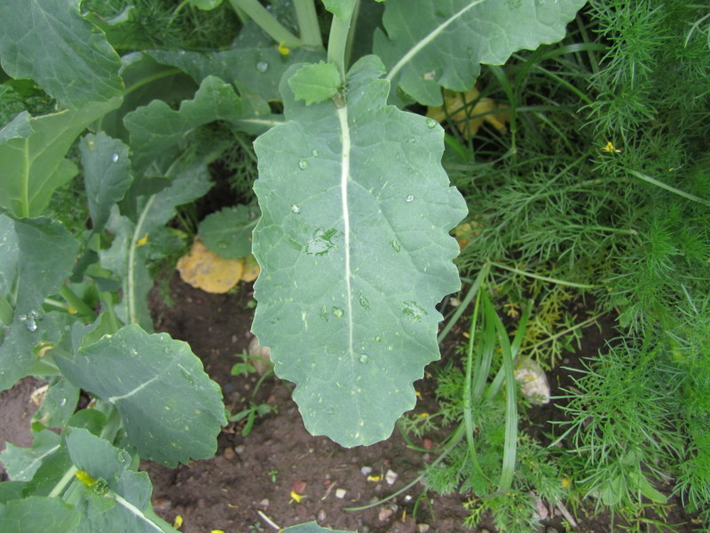 BRASSICA  NAPUS  OIL  SEED  RAPE 28-05-2013 14-22-19.JPG