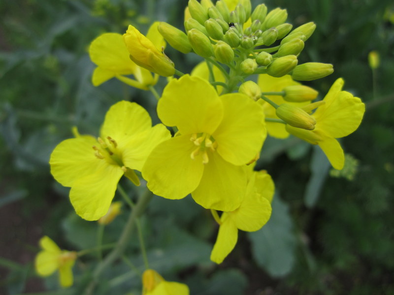 BRASSICA  NAPUS  OIL  SEED  RAPE 28-05-2013 14-22-30.JPG