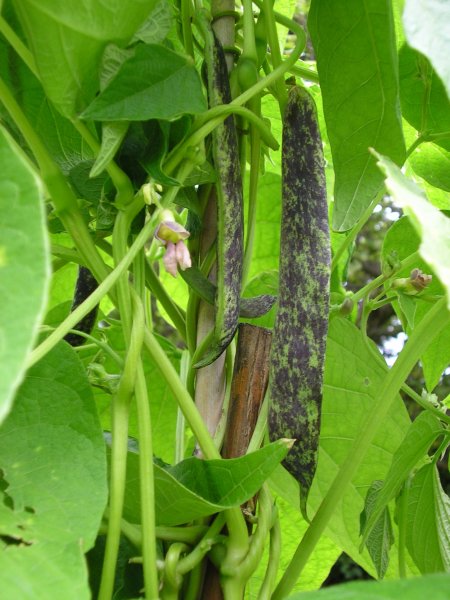 bridgwater bean 1.JPG