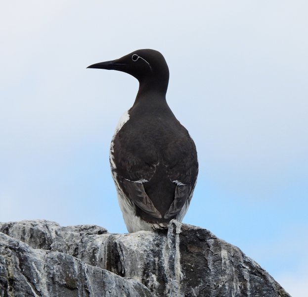 Bridled Guillemot 1.JPG