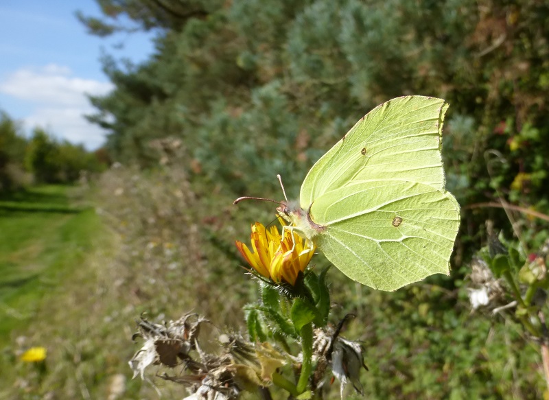 brimstone by path.jpg