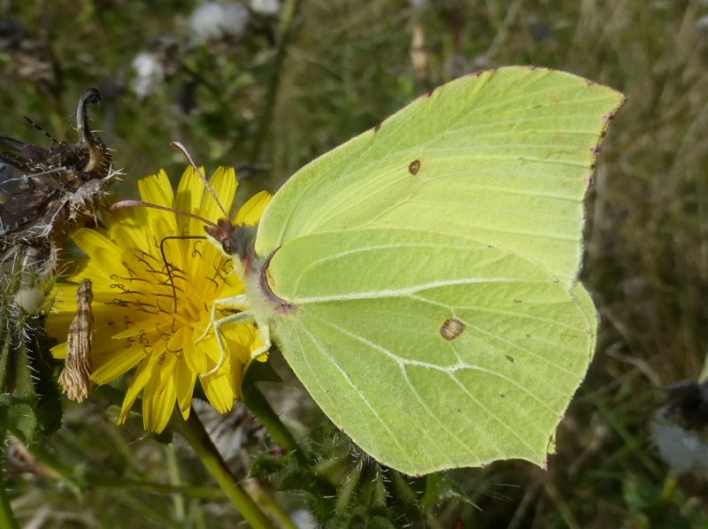 brimstone on flwr.jpg