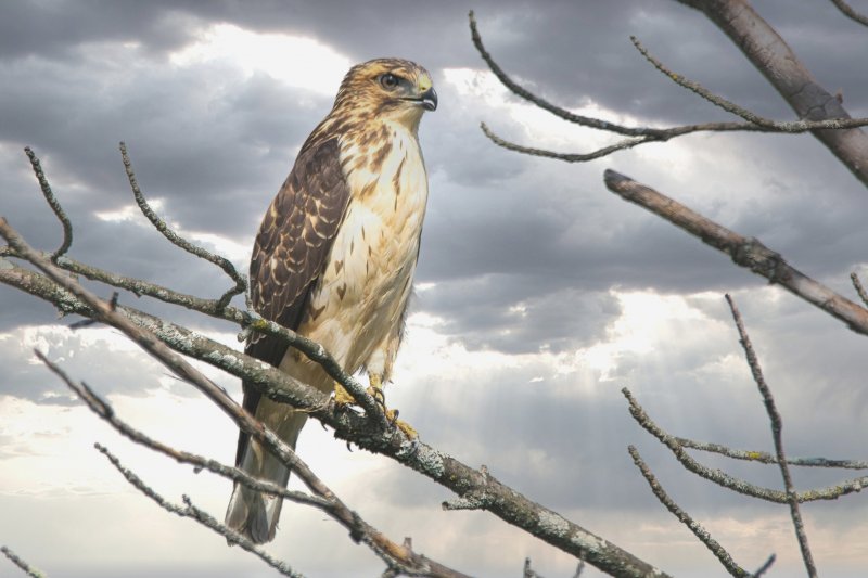 Broad-winged hawk.jpg