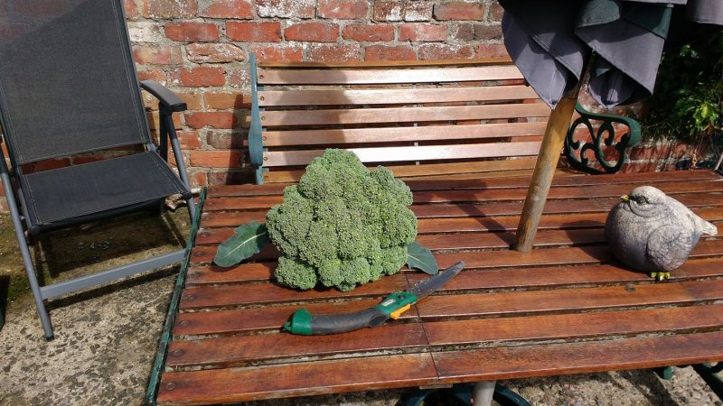 broccoli.jpg