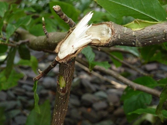 Broken branch.jpg