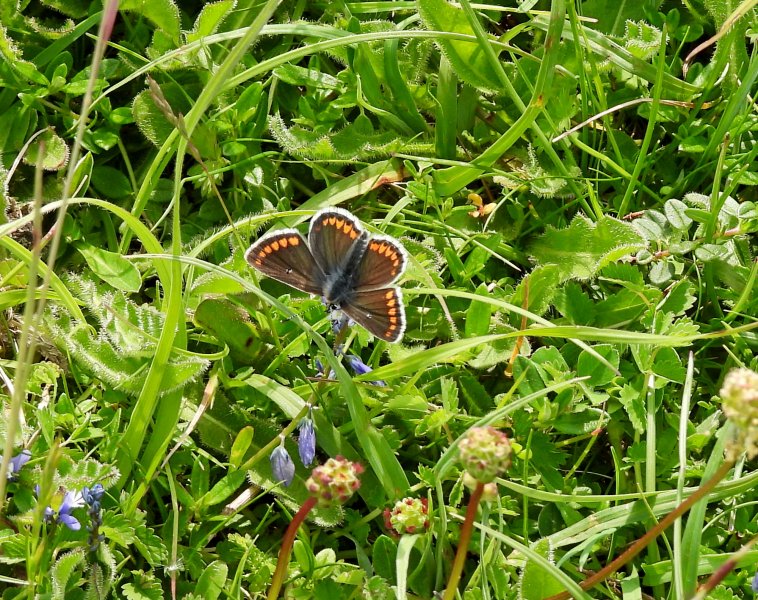 Brown Argus 2.JPG