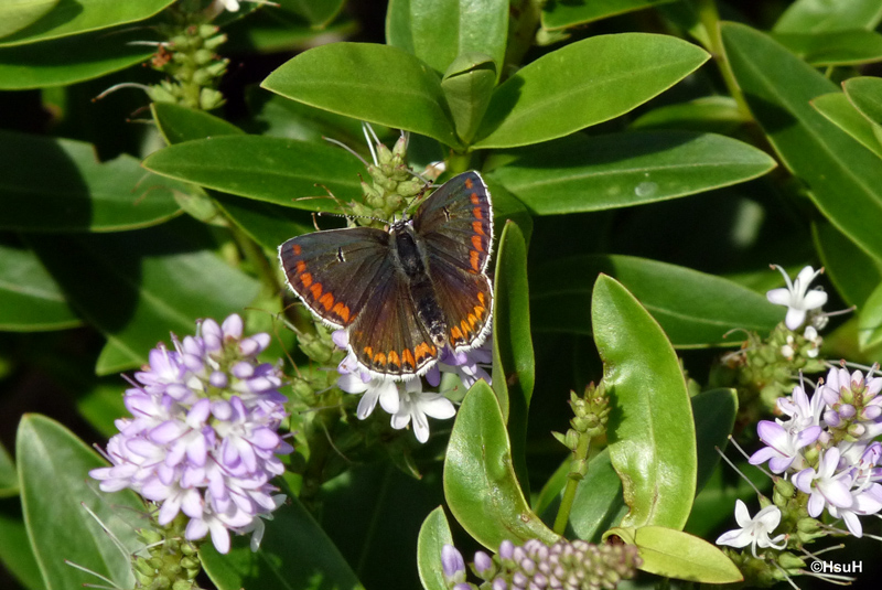 brown argus.jpg