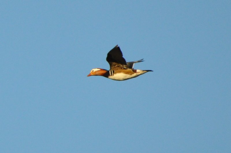 brown mallard duck.jpg