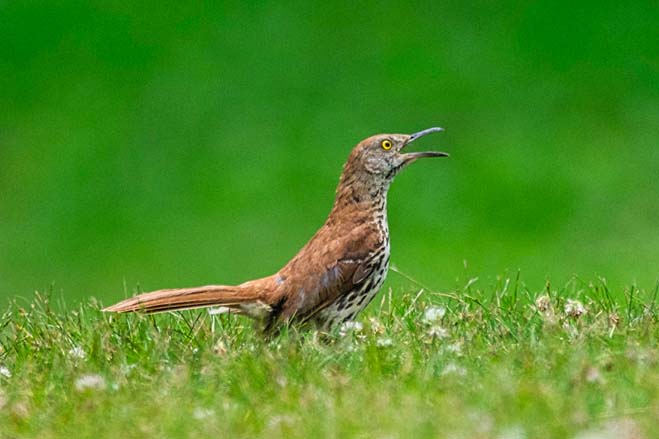 Brown Thrasher GC.jpg