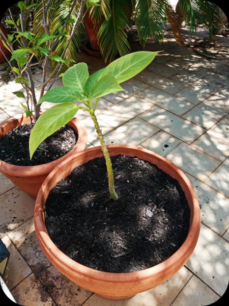 Brugmansia 20 Jul 23.jpg