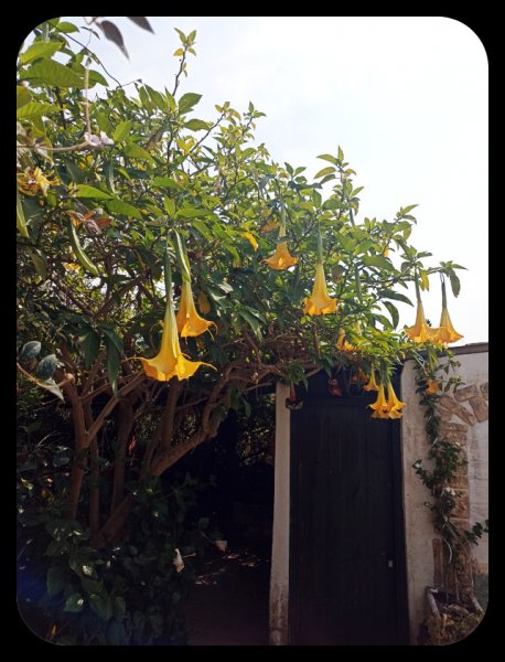 Brugmansia 20 May 23.jpg