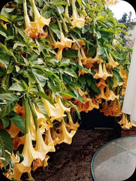 Brugmansia 3 Mar 24.jpg