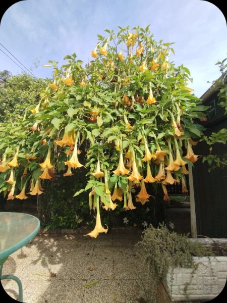 Brugmansia Charlie 17 Mar 24.jpg