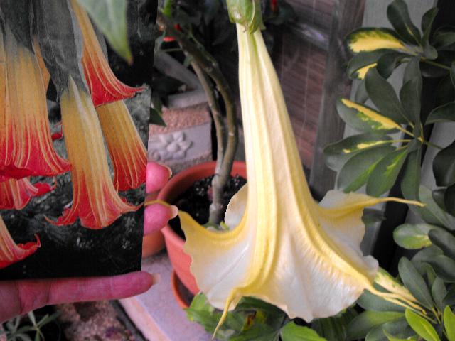 Brugmansia mystery Sep; 11.JPG