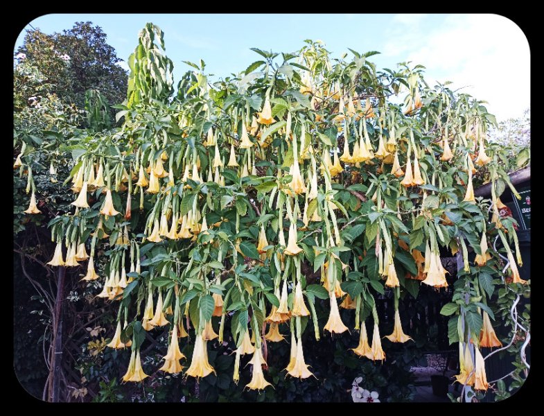 Brugmansia1 10 Oct 22.jpg