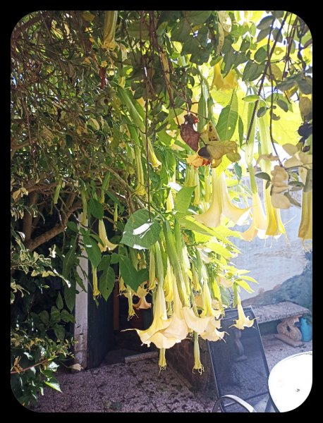 Brugmansia1 27 Nov 22.jpg