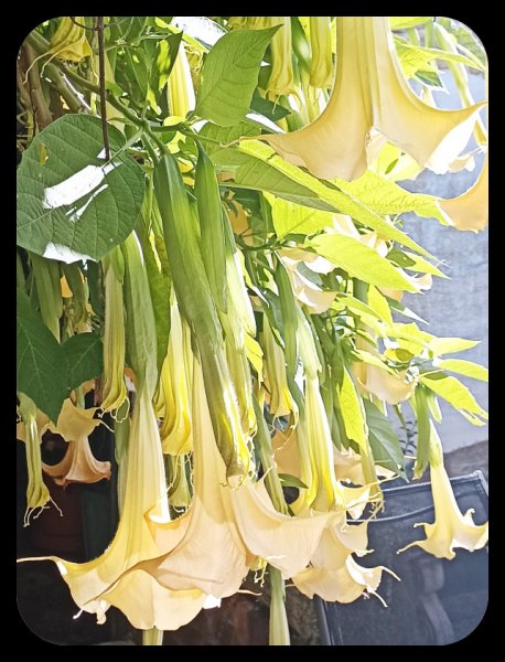 Brugmansia1a 27 Nov 22.jpg