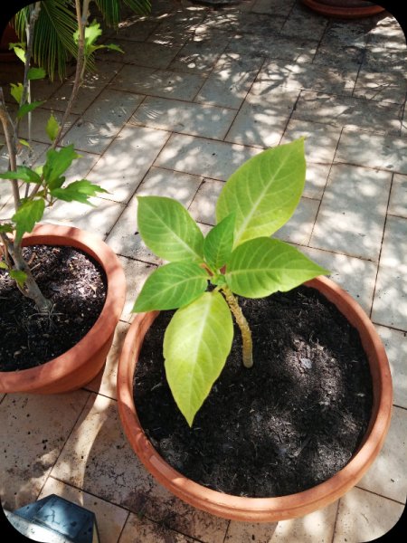 Brugmansia2 20 Jul 23(1).jpg