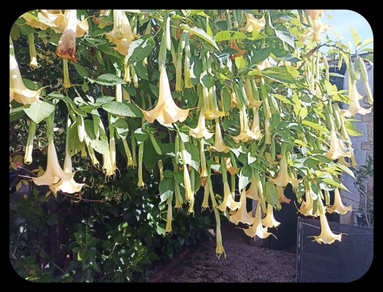 Brugmansia2 27 Nov 22.jpg