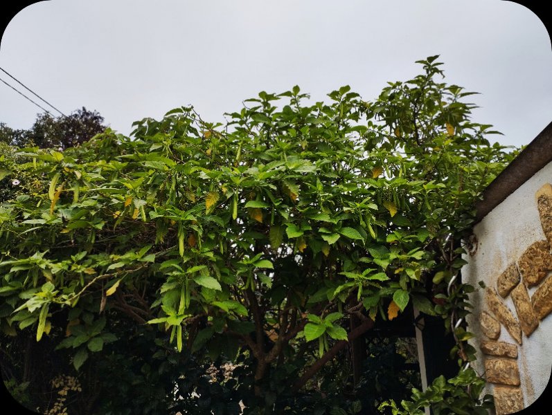 Brugmansia2 4 Nov 23.jpg