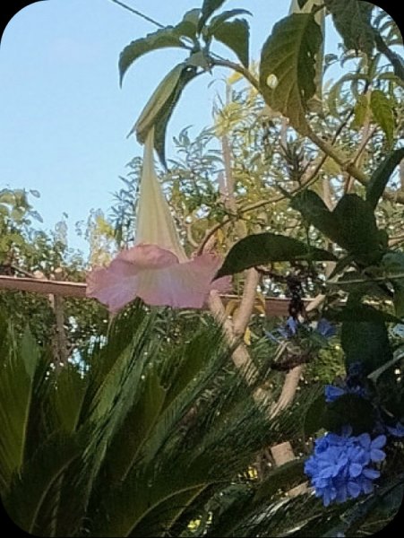 Brugmansia2 4 Oct 24.jpg