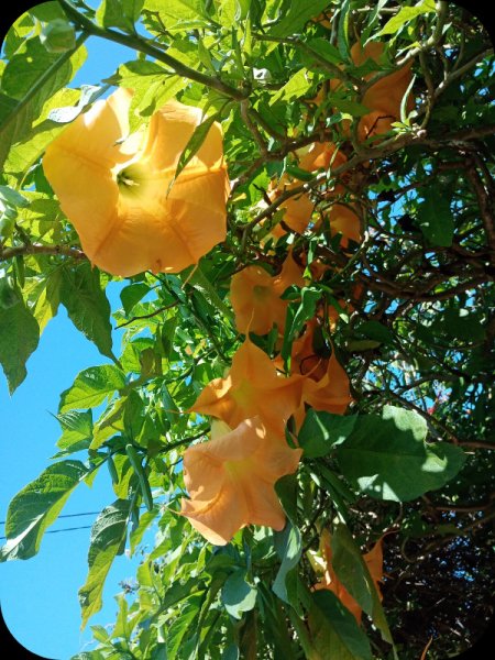 Brugmansia2 6 Feb 24.jpg