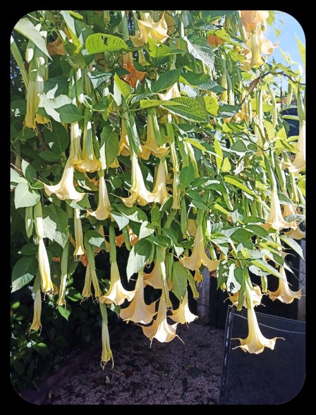 Brugmansia3 27 Nov 22.jpg