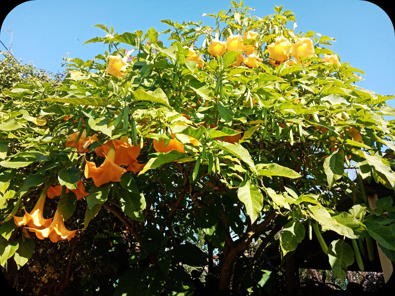 Brugmansia4 6 Feb 24.jpg