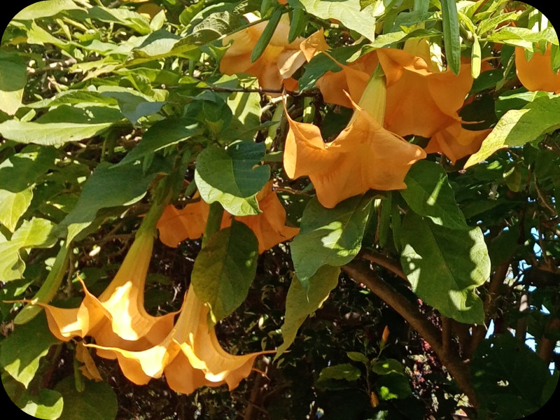 Brugmansia5 6 Feb 24.jpg