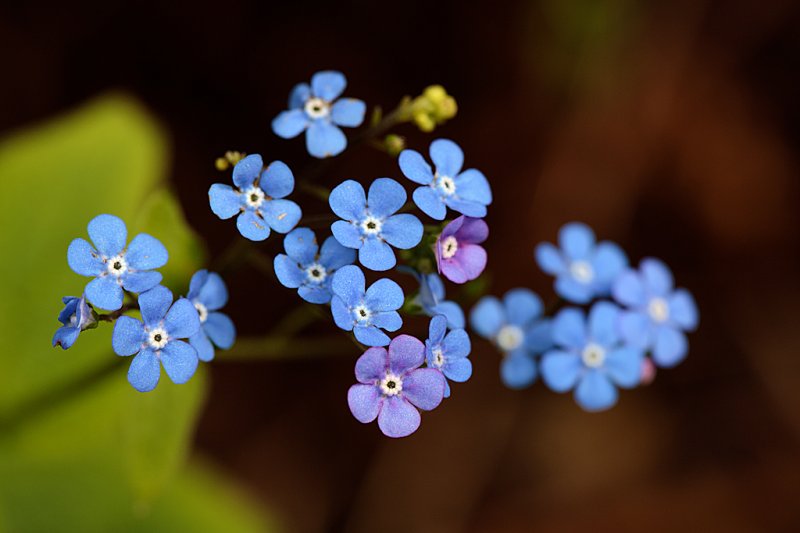 Brunnera-macrophyla-f8.jpg