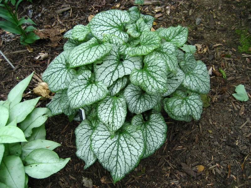 BRUNNERA  MACROPHYLLA  JACK  FROST 07-06-2007 16-57-26.JPG