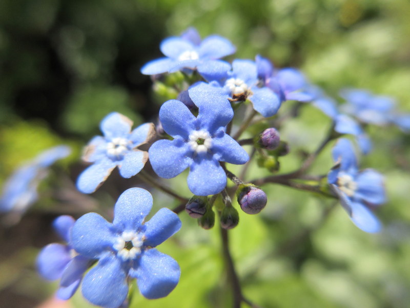 BRUNNERA  MACROPHYLLA  JACK  FROST  11-05-2019 11-56-49.JPG