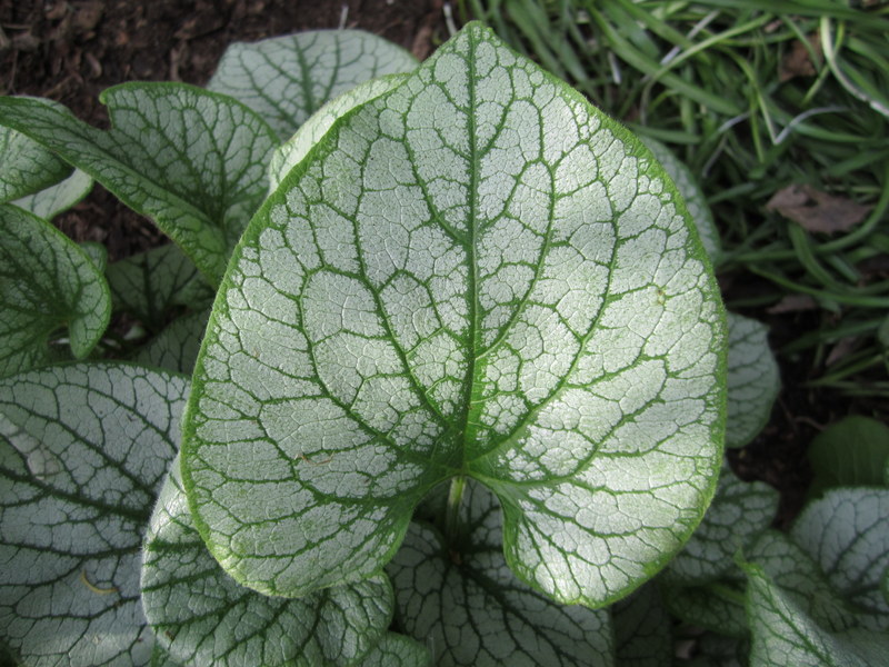 BRUNNERA  MACROPHYLLA  JACK  FROST 17-05-2010 18-01-47.JPG