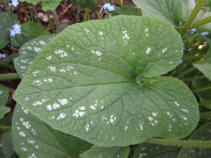 BRUNNERA  MACROPHYLLA  LANGTREES 21-04-2010 16-13-58.JPG