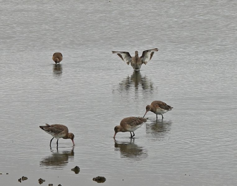 bt godwits.JPG