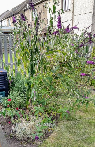 Buddleia 18-7-23.jpg