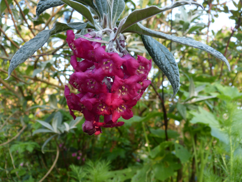 Buddleja colvilei 2.JPG