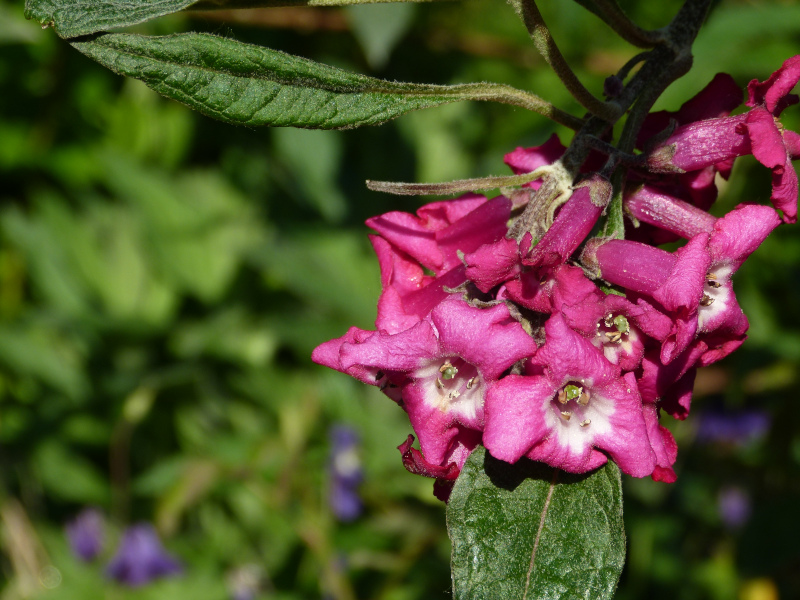 Buddleja colvilei.JPG