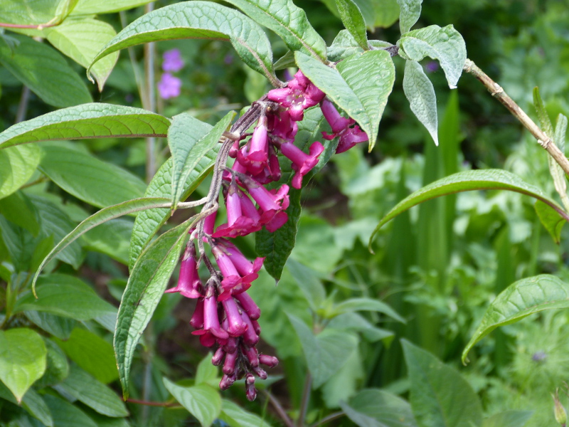 Buddleja colvilei.JPG