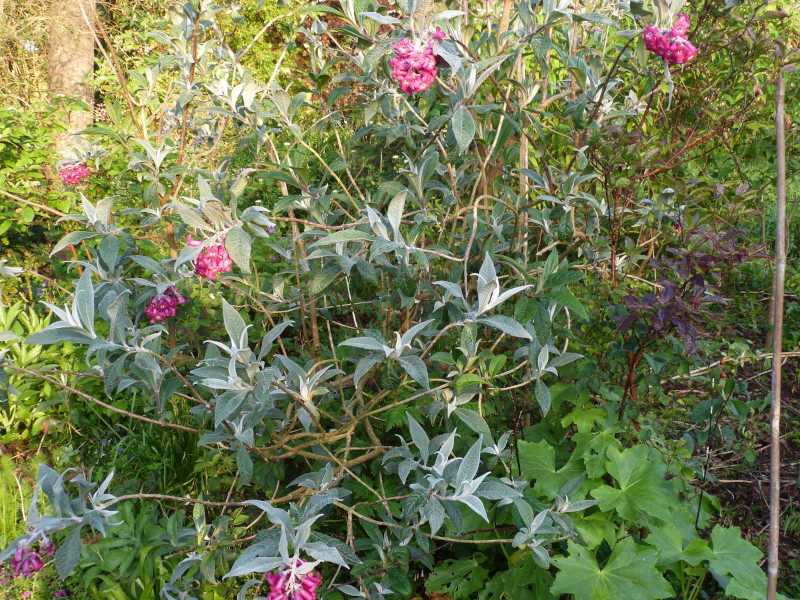 Buddleja colvillei 1.jPG