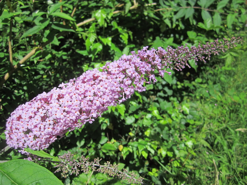 BUDDLEJA  DAVIDII 23-07-2012 11-09-32.JPG