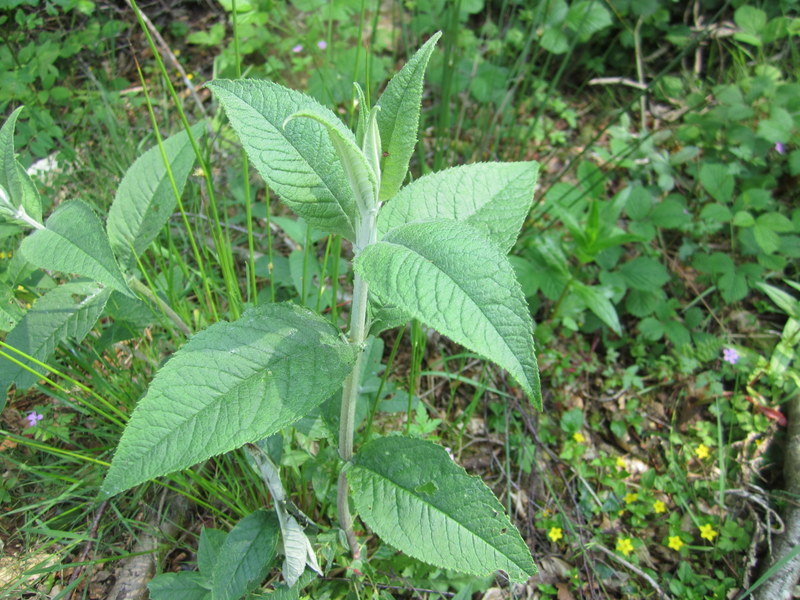 BUDDLEJA  DAVIDII 25-05-2012 11-51-11.JPG