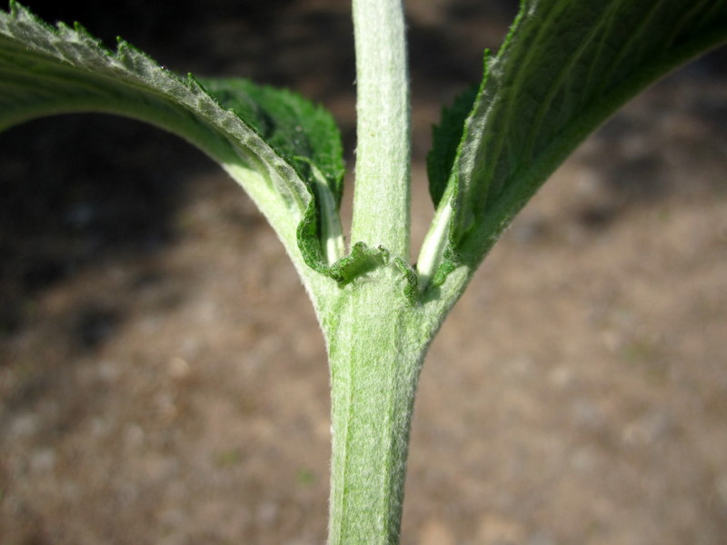 BUDDLEJA  DAVIDII 25-05-2012 11-52-26.JPG