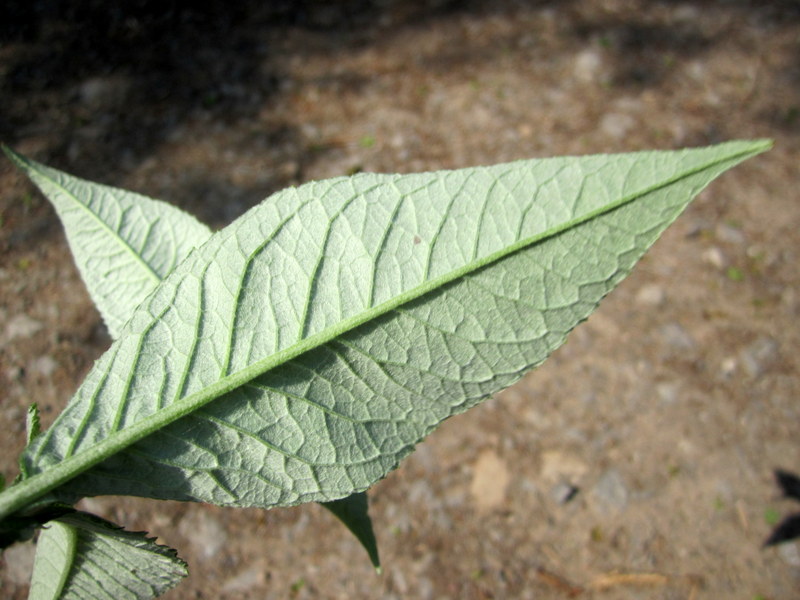 BUDDLEJA  DAVIDII 25-05-2012 11-52-48.JPG