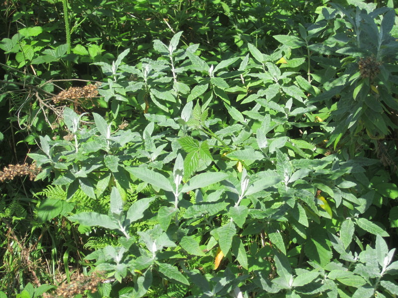 BUDDLEJA  DAVIDII 25-05-2012 15-50-34.JPG